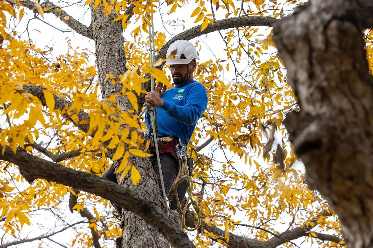 Skilled Storm Damage Cleanup crew working in Dayton